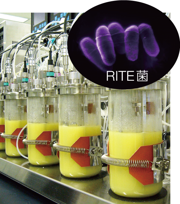 RITE_01.png